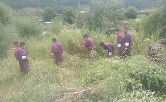 Murijuana plants being cleared 