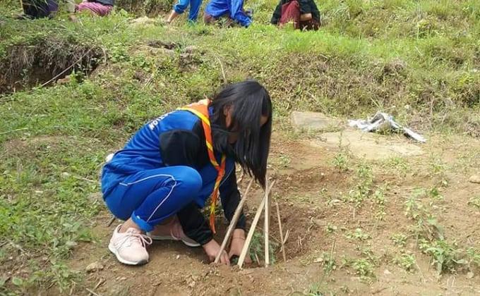 Plantation of tree