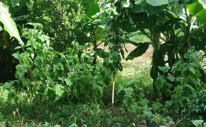 Enterprise Education Project - Vegetable Gardening