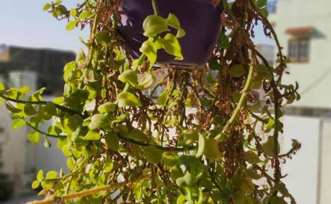 PROJECT-SANKALP , GROUP - B , CHALLENGE - #GOORGANIC  , BSG INDIA