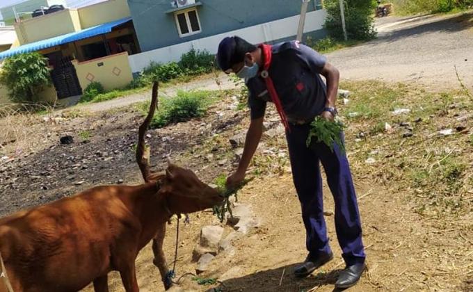 FOODER AND FOOD STUFFS SERVED TO ANIMALS 
