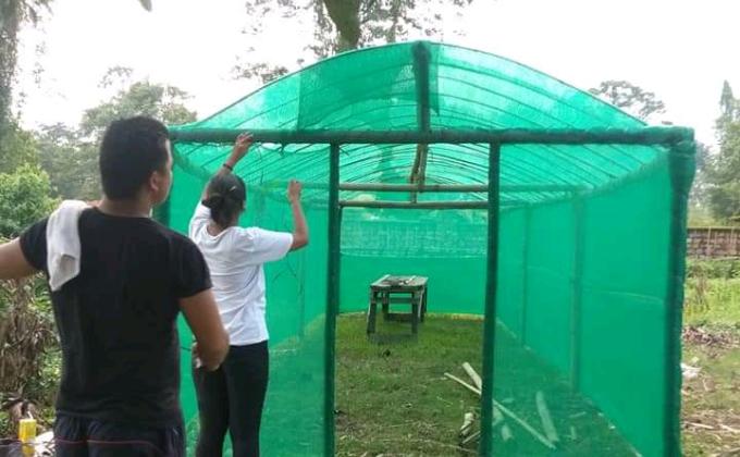 Nursery flower green house 