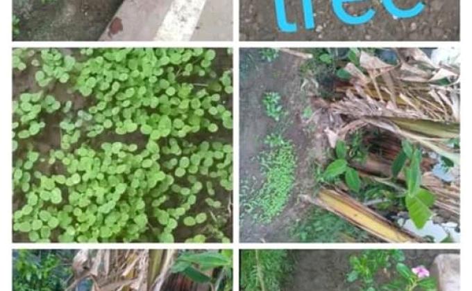 IDP 2020 ACTIVITY 8.9-PLANT A TREE