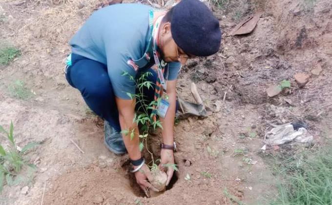 Tree Plantation 
