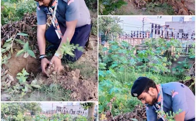 Tree Plantation 