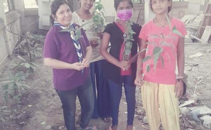 tree plantation 