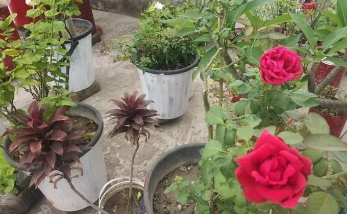 প্লাস্টিক টাইড টার্নার চ্যালেঞ্জ ব্যাজ পর্যায় চ্যাম্পিয়ন পর্যায়ে কার্যক্রম
