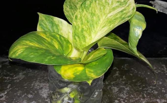 ব্যবহৃত প্লাস্টিকের কারুকাজ