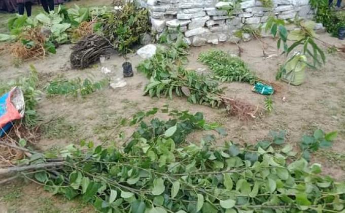 School scout Association celebrates World Environment Day