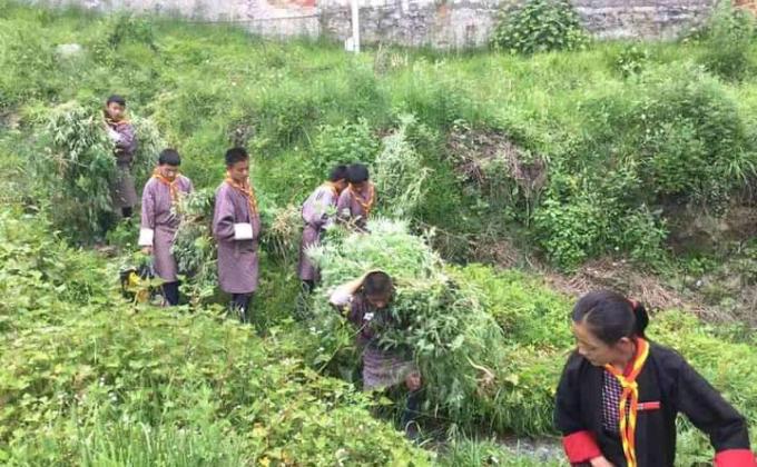 Uproot marejuana plant