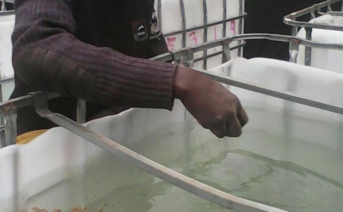 Feeding of the 360 Fish fingerlings