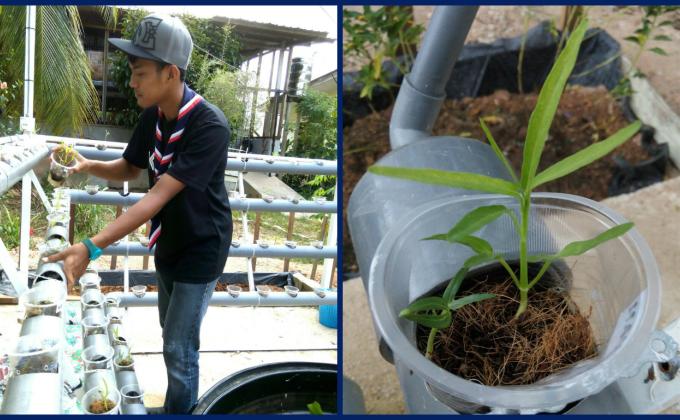 MONITORING AQUAPONIC PROGRESS ( SWA UPDATE 8)