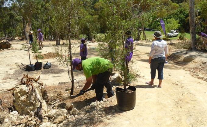 New trees for Hawequas Adventure Center