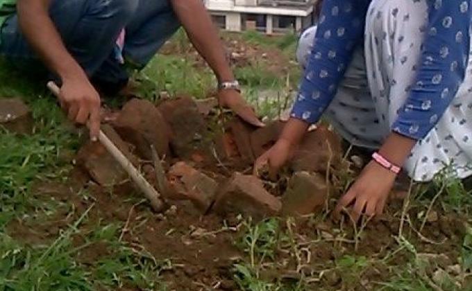tree plantation