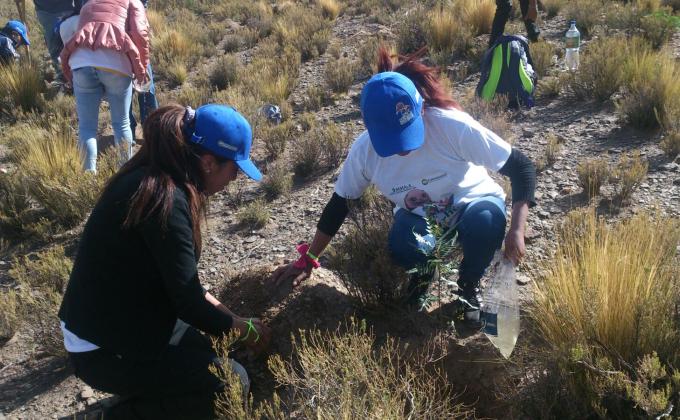 proyecto 'Mi Arbol'