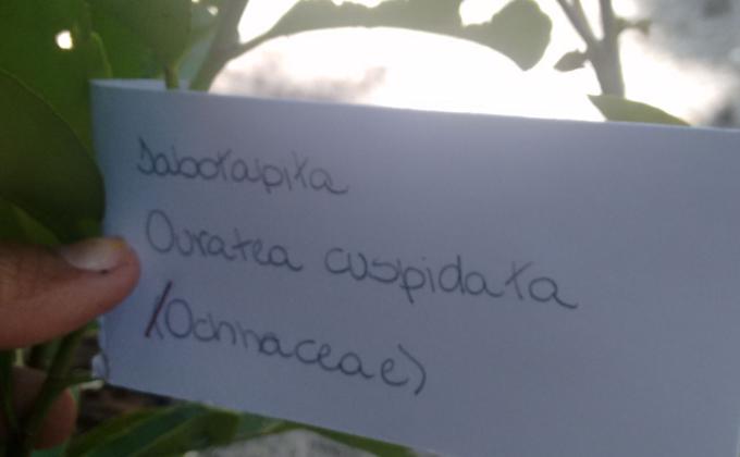Tree for the World (Reflorestamento com mudas de arvores)