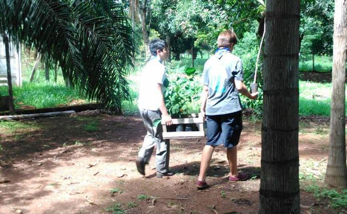 Ação do Tree for the world