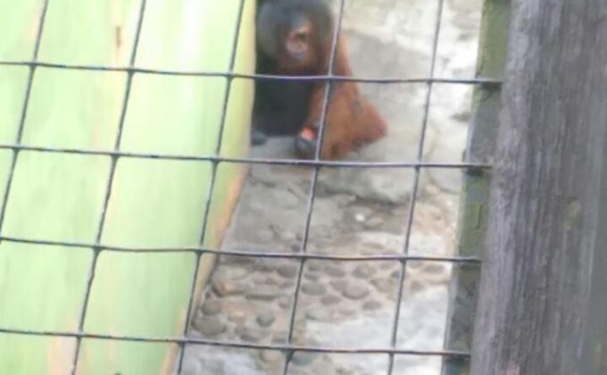 Orang Utan