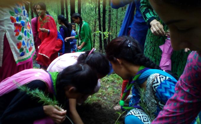 TREE  PLANTATION DRIVE