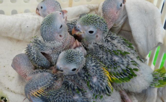 Centro de Recuperación de Loros (Trata y Tráfico de animales silvestres)