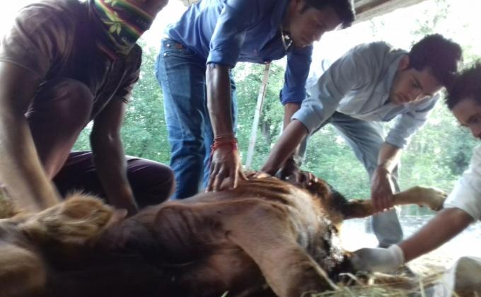 Save animal
