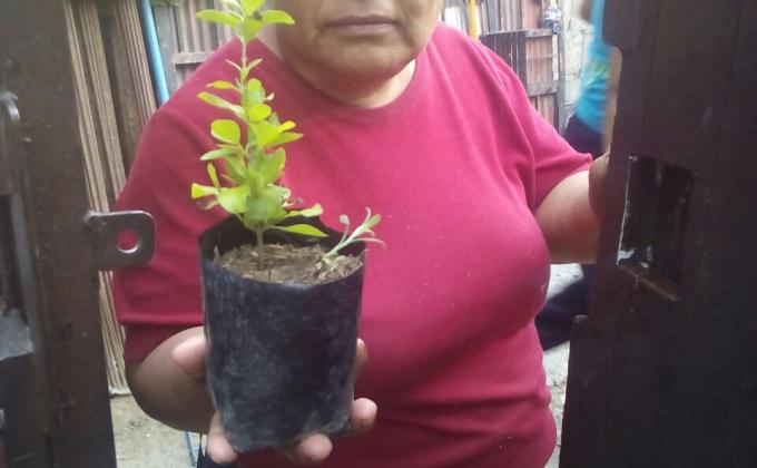 Adoptando un arbol