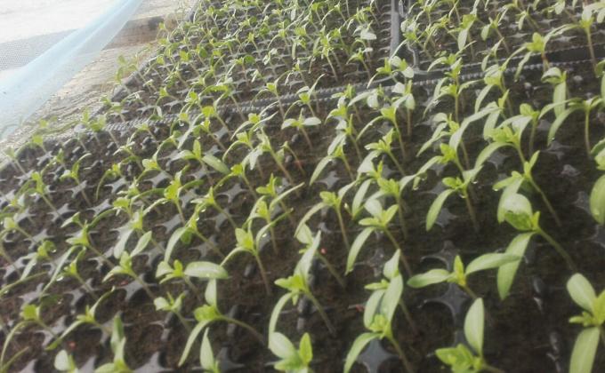 Food for life-Rungwe Mkoani Mbeya 