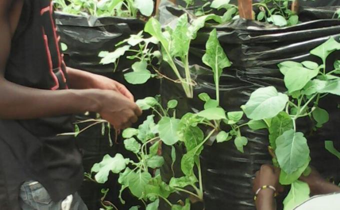 Food for life Project - Vegetable Farm