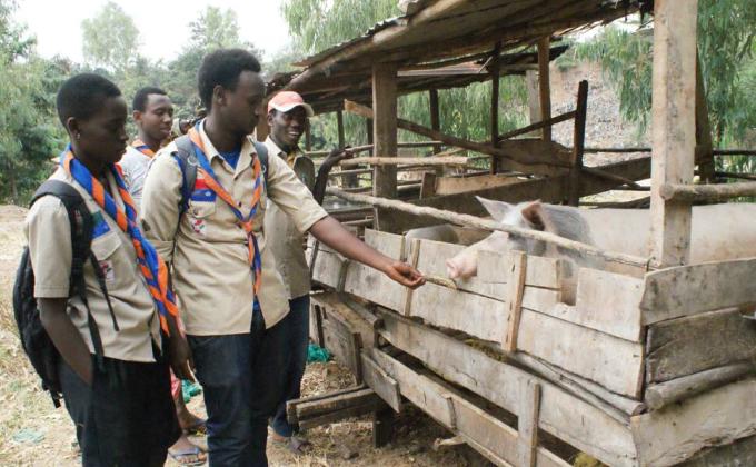 Projet scout pour le renforcement de la cohésion sociale à travers l'élevage des porcs