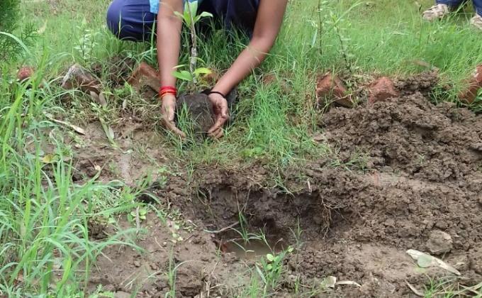 TREE PLANTATION