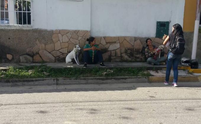 una mano amiga para los de 4 patas