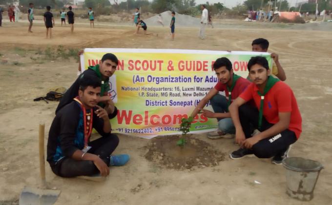 Tree plantation