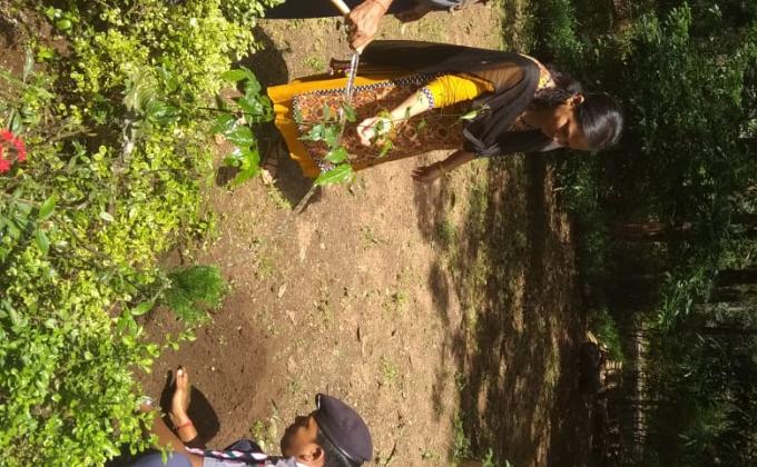 Tree plantation 