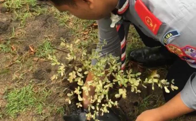 HIJAU ERTI KEDAMAIAN