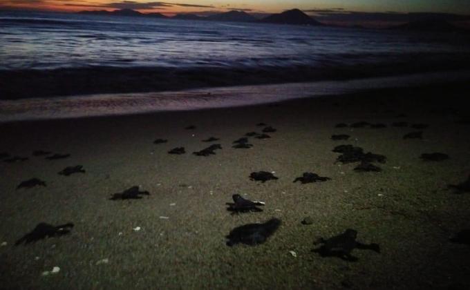 Rescatando la vida de los mares 