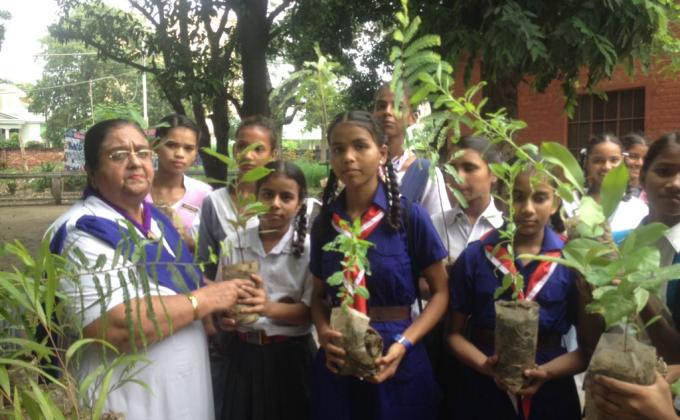 Tree plantation