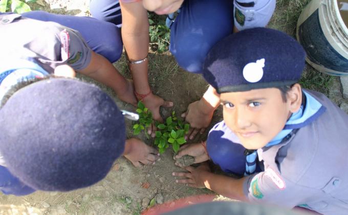 PLANTATION OF TREES