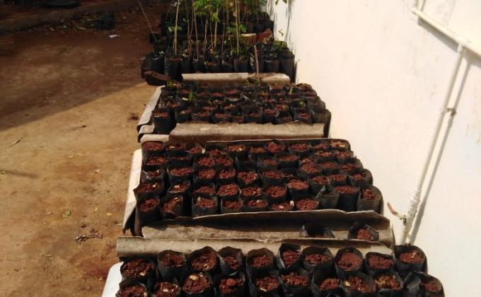 PEACE DAY CELEBRATION (WE NEED OXYGEN)