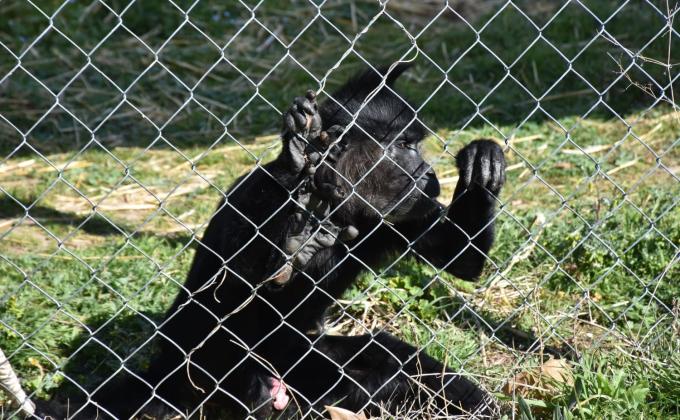 RANGERS SDS: POR LOS PRIMATES!