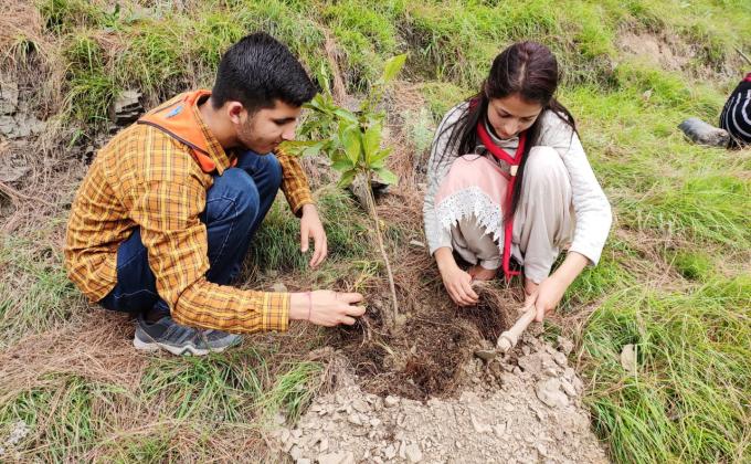Tree plantation