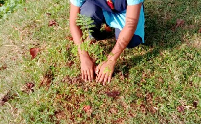 plantation of tree