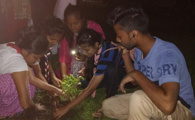 Tree plantation