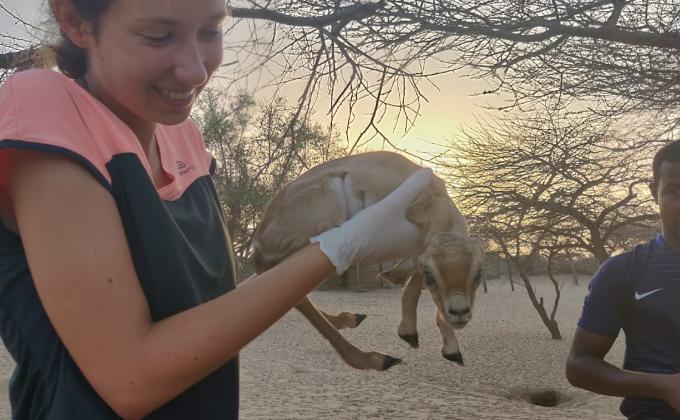 Projet de réhabilitation enclos gazelle dorcas Réserve Spéciale de Faune de Gueumbeul