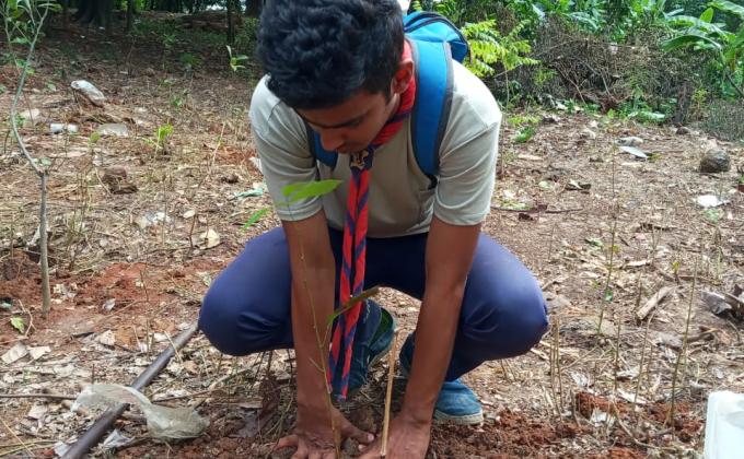 Tree plantation project 