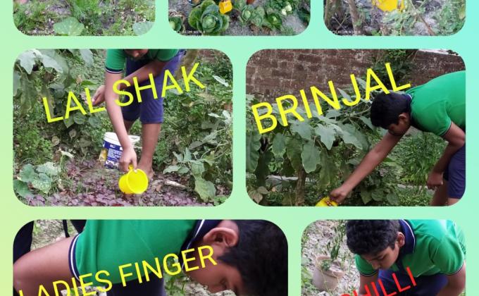SANKALP TO CREAT A BETTER WORLD TOMORROW - KITCHEN GARDEN