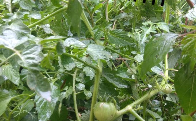[B] Environment & Sustainability ➢ Challenge 4 – #Goorganic