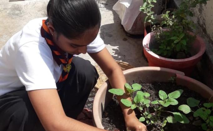 plant a tree and save the environment