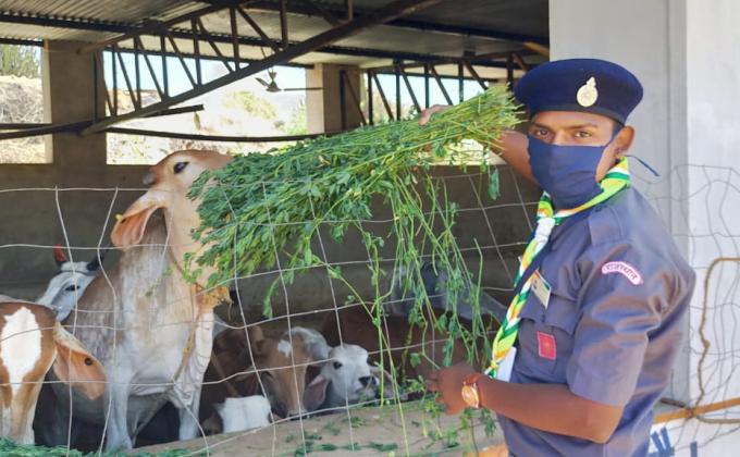 स्काउट गाइड के द्वारा गौशाला में सेवा कार्य
