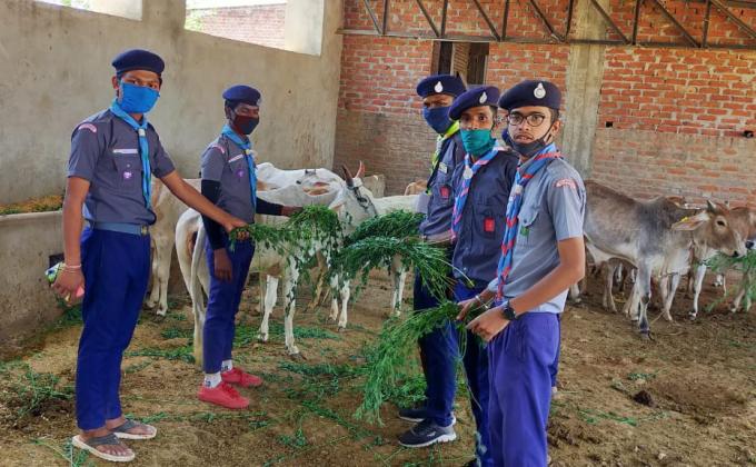 covid-19 में गौशाला में गायो को चारा, पानी, पेड-पौधों, की सेवा कार्य 