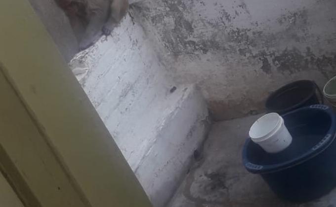 save animals and save the world